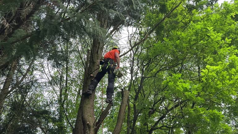 Best Lot and Land Clearing  in Worthington, KY