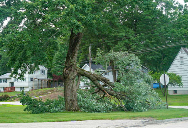 Trusted Worthington, KY Tree Removal Experts