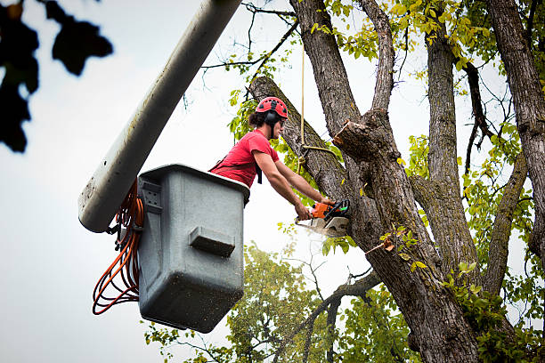 Best Fruit Tree Pruning  in Worthington, KY